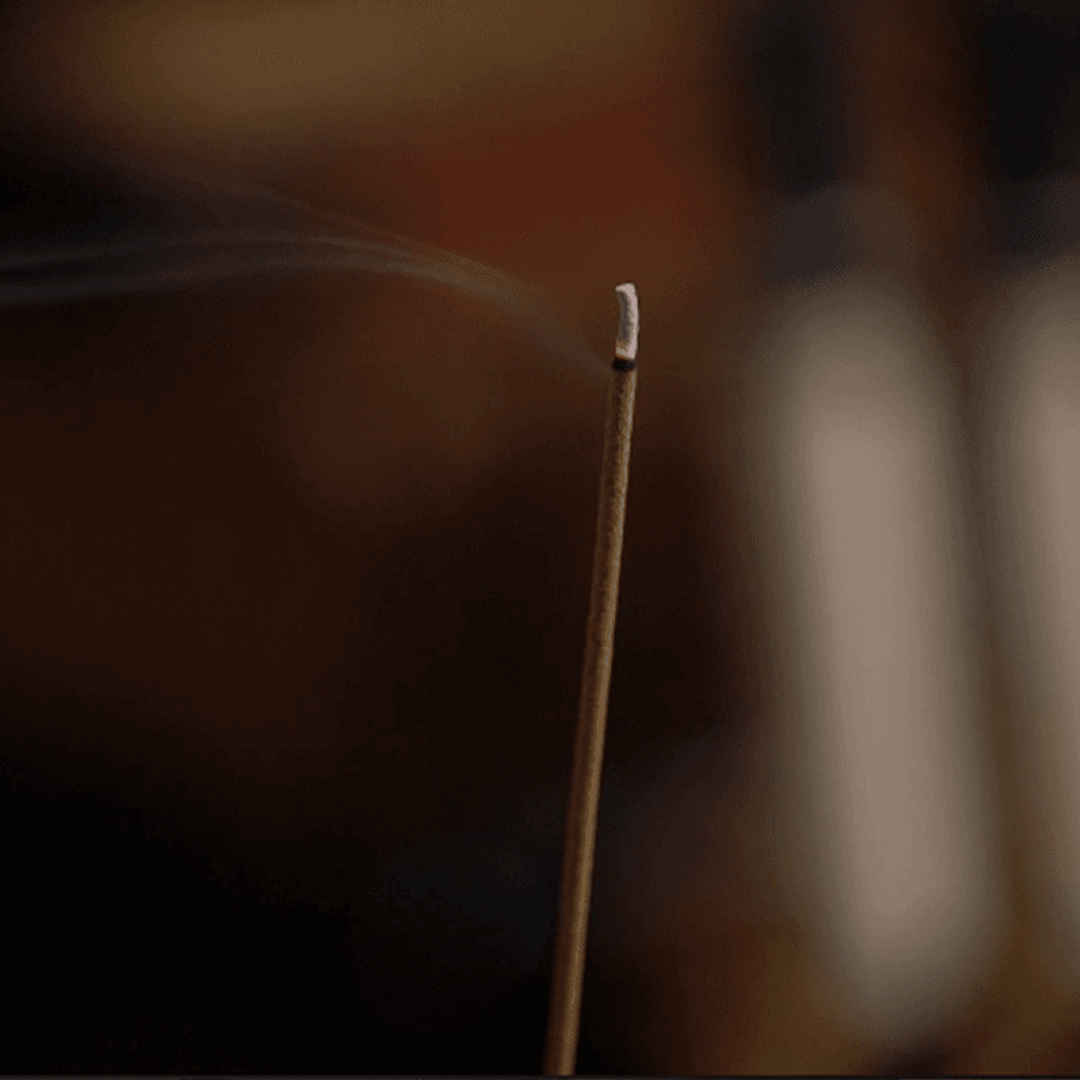 Osmanthus Moonlight - Soft sweetness beneath autumn skies